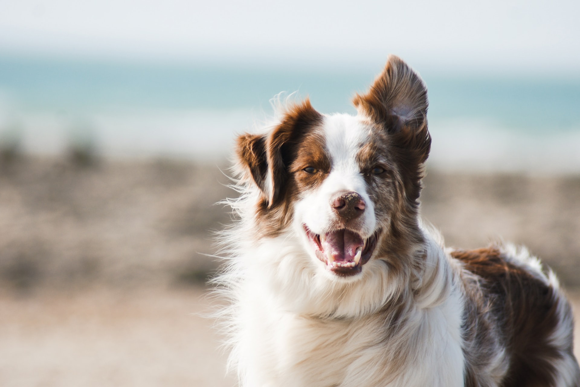 6 Fur Care Tips For Dog Owners